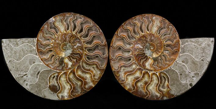 Cut & Polished Ammonite Fossil - Crystal Chambers #39503